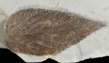 Detailed Fossil Hackberry Leaf - Montana #71498-1